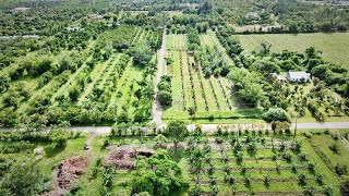 Check Out This 15Acre Organic Tropical Fruit Operation [upl. by Randolf]