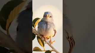 A bird is singing birdsbirdslover natureloversbirdsoundspetbirds nature songbirdcutebird [upl. by Sel83]