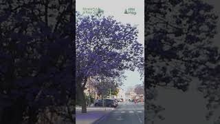 A QUE EDAD FLORECEN LAS JACARANDAS [upl. by Sutsugua]