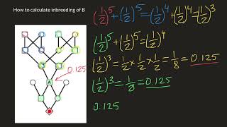 Advanced inbreeding calculations [upl. by Ume]