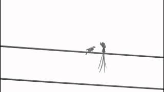 求偶針尾維達鳥 Courtship of Pintailed Whydah [upl. by Schug]