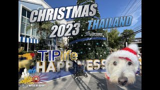 Westie Christmas in Thailand 2023  Palm Trees amp Turkey [upl. by Horten293]