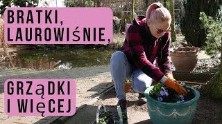 Bratki laurowiśnia grządki kwiaty i wszystko wszędzie naraz  Garden i Poland [upl. by Enaek]