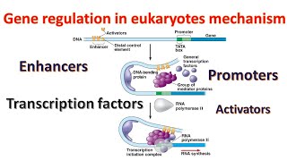 Gene regulation in Eukaryotes Promoters  Transcription factors  Enhancers Genetics for beginners [upl. by Spence]