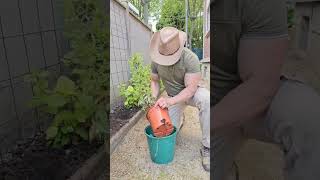 Trachelospermum jasminoides Jasmin étoilé 🌿🤠💚tutorial idea home garden flower smell nature [upl. by Asserac]