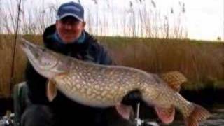 Catch and Release fat big Dutch Pike 117cm [upl. by Purpura12]