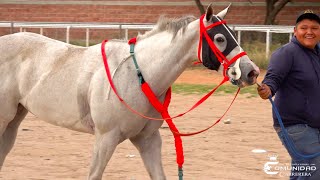 Rosa la Grande Vs El Charris Carril El Alacran 🦂 QRO [upl. by Berry]