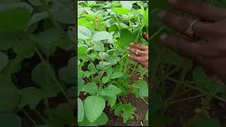 NRC 150 SOYBEAN VARIETY soyabean farming [upl. by Pinsky637]