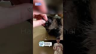 Remove maggot from dog skin animals asmr [upl. by Yessydo214]