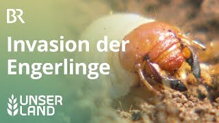 Maikäfer Invasion der Engerlinge  Unser Land  BR Fernsehen [upl. by Aitselec]