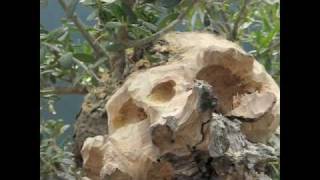 Bonsai Tree Wood Carving Demonstration [upl. by Aikemal]