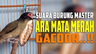 Suara Burung Ara Mata Merah  Burung Endemik NTT Yang Kian Langka [upl. by Kotick]