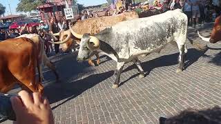 Fort Worth Stockyards Longhorns [upl. by Ruttger]