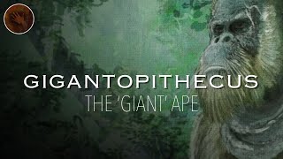 Gigantopithecus The Largest Ape that Ever Existed  Prehistoric Humans Documentary [upl. by Pulling514]