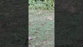 রাজ সাপ Ophiophagus hannah snakevideo snake viralvideo public [upl. by Airemat]