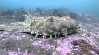 Spotted Wobbegong Orectolobus maculatus at Bare Island Sydney Australia [upl. by Guod]