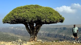 Yemen  Socotra Island [upl. by Rimidalg]