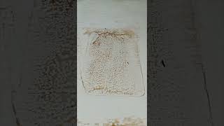 Fluffy gray rug cleaning asmr satisfying oddlysatisfying rugcleaning carpetcleaning [upl. by Enialb]