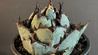 20240218 アガベ・チタノタ ブラックアンドブルーBBボールタイプ中005｜agave titanota BlackampBlue [upl. by Rothschild]