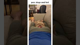 Dogs and fart dogs adorablepets prank fart cutedogs funny pets cats catshorts [upl. by Shirlie503]