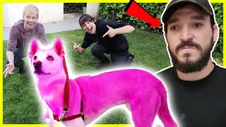 PINK HAIR DYE ON ROOMMATES DOG PRANK  Prank Wars [upl. by Norehs]