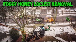 Foggy Honey Locust Removal [upl. by Brien]