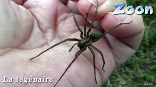 La Tégénaire une araignée qui montre de « l’affection » — domestic house spider [upl. by Algar]