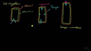 54  Turgor en wanddruk [upl. by Nelie]