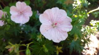 geranium sanguineum striatum 2 [upl. by Nylarac]