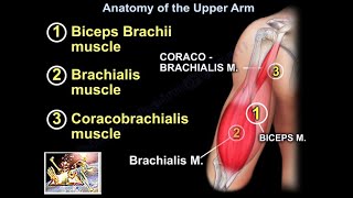 Anatomy Of The Upper Arm  Everything You Need To Know  Dr Nabil Ebraheim [upl. by Baillie]