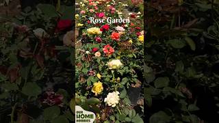 Rose garden  best garden ideas for home  flower garden ideas rose rosegarden gardening shorts [upl. by Libbna758]