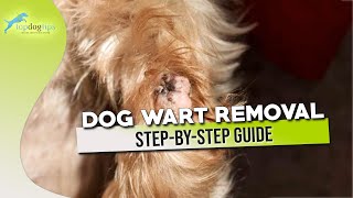 Dog Wart Removal Step by Step Guide [upl. by Locin53]