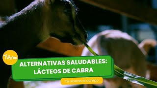 Alternativas saludables lácteos de cabra  TvAgro por Juan Gonzalo Angel Restrepo [upl. by Fredella]