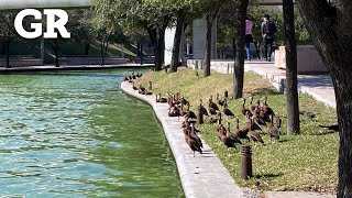 Llegan patos silbadores al Santa Lucía  Monterrey [upl. by Olin614]