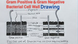 Gram Positive And Gram Negative Bacterial Cell Wall Drawing  Bacterial Cell Wall Diagram [upl. by Norreg]