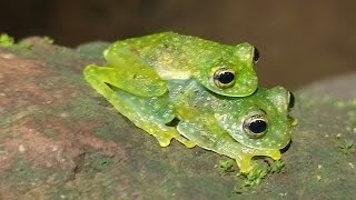 Granular glass frog 🐸 amplexus time [upl. by Strohben641]