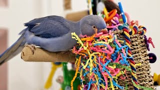 Quel jouet joffre à mes perroquets  🦜❤️ [upl. by Powell]