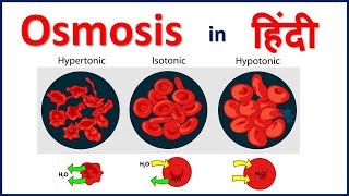 Osmosis and Water Potential Simple Explaination in Hindi  Bhushan Science [upl. by Cheung]