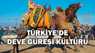 Türkiyede Deve Güreşi Kültürü  Özel Hikayeler [upl. by Kolb192]