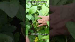 सोयाबीन की फसल  प्रजाति पी एस 1092  agriculture  farming [upl. by Nahtad]