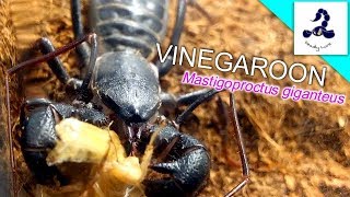 【捕食】ビネガロンのエサやり VINEGAROON FEEDING！！ [upl. by Genie982]