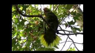 Redcrowned Parrot squawking [upl. by Delos]