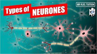 Types of Neurones and their Functions [upl. by Etram]