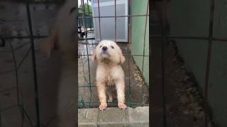 OMG 😰 poor puppiesshortscat pets cute dog puppies puppy [upl. by Aeduj795]