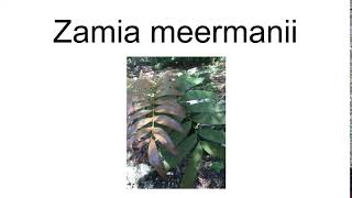 Zamia Meermanii [upl. by Atika]