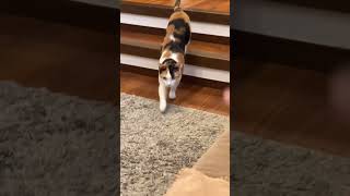 読んだらちゃんと来る三毛猫ちゃんが可愛い🥰三毛猫元自然猫可愛い猫動画 [upl. by Angelis621]