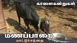 Manapparai mattu santhai  மணப்பாறை மாட்டு சந்தை  காளை கன்றுகள் [upl. by Linda]