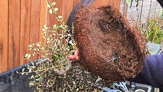 Repotting a pot bounded Cotoneaster [upl. by Enninaej]