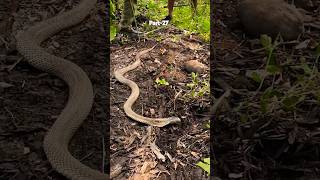 The cobra was rescued during the raid It was really very poisonous snakes poisonous coconut [upl. by Eittocs]