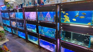 BEST FISH AQUARIUM SHOP IN DELHI EXOTIC FISHES AT CHEAP AFFORDABLE WHOLESALE RATES IN RETAIL [upl. by Soane]